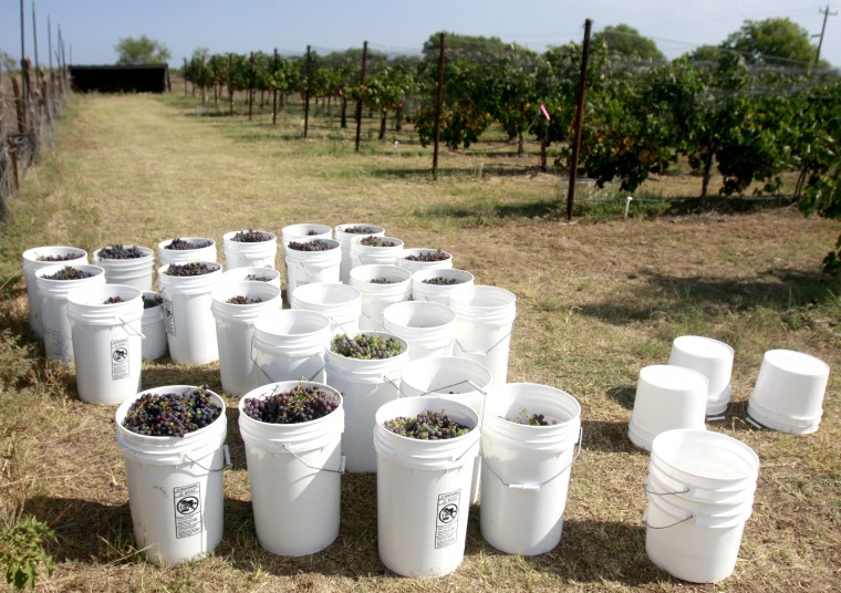 SaladoWineryGrapeHarvest10.jpg